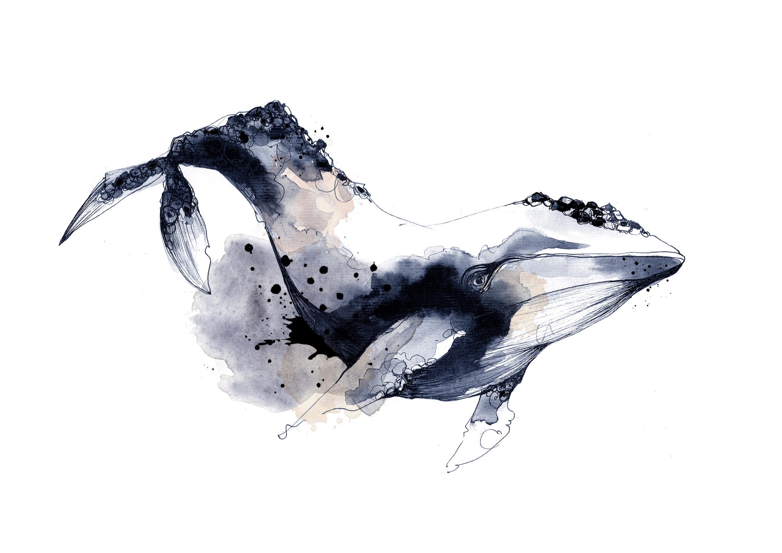 Dessin De Baleine Bleue : Blue Whale Stencil Lots And Lots à Dessin Baleine