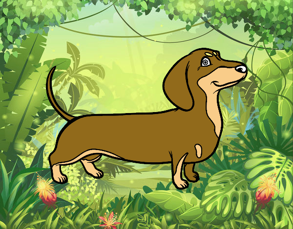 Dessin De Chien Teckel Colorie Par Membre Non Inscrit Le à Dessin Chien