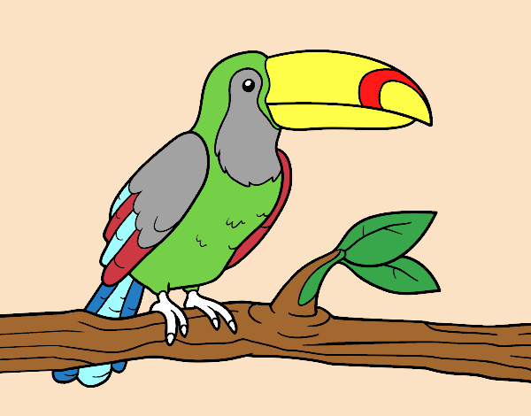 Dessin De Un Toucan Colorie Par Membre Non Inscrit Le 09 destiné Coloriage Dessin Toucan