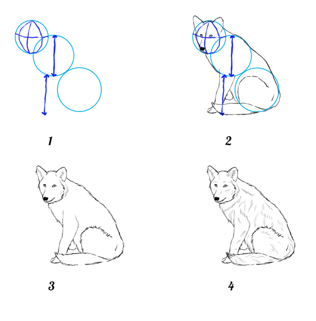 Dessin Loup - Les Dessins Et Coloriage concernant Coloriage Comment Dessiner Un Lit