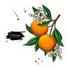 Dessin Orange Couleur : Dessins En Couleurs À Imprimer tout Coloriage Dessin Orange