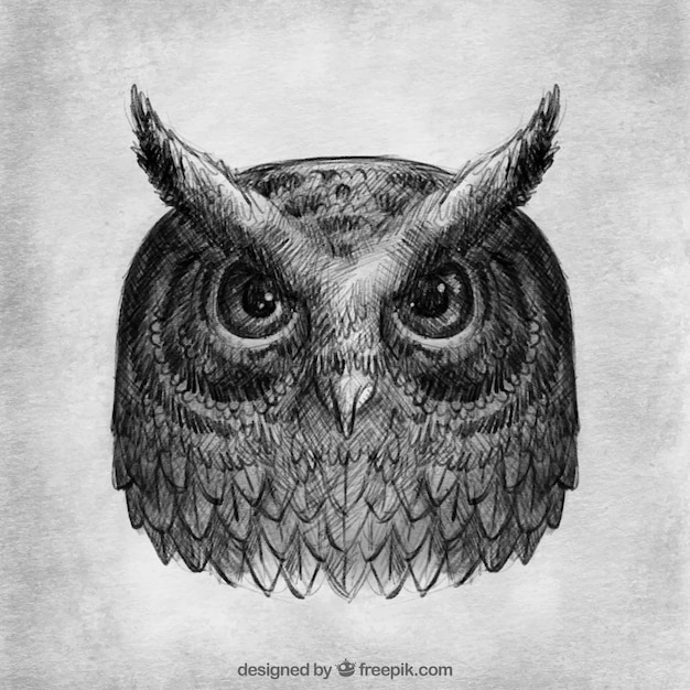 Dessin Réaliste De Hibou | Vecteur Gratuite à Dessin Réaliste