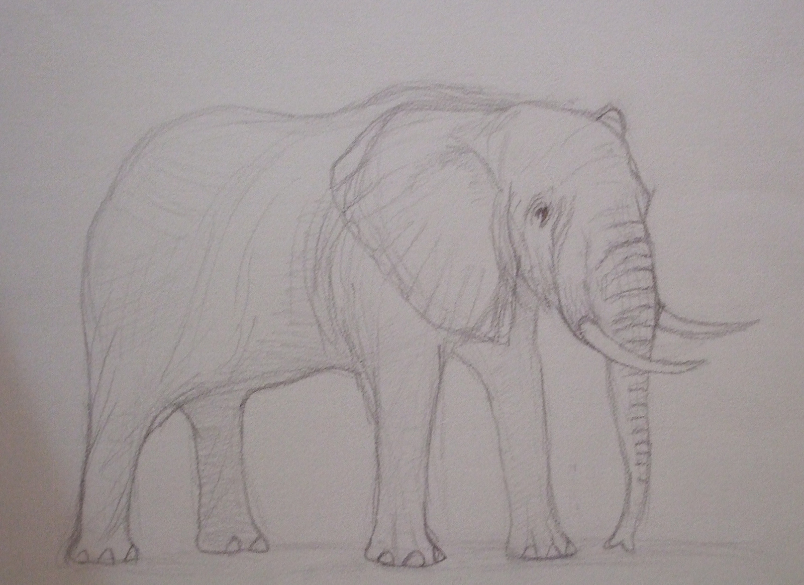 Dessins, Elephant, Dessin Au Crayon, Page 9322, Oeuvres D serapportantà Coloriage Illustrator,