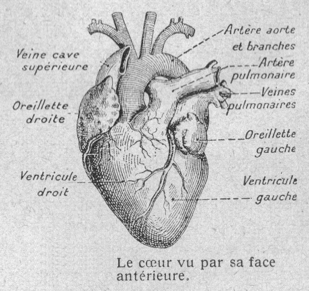 Dessins Scolaires Anatomie Et Physiologie Animales à Dessiner L&amp;#039;Anatomie,