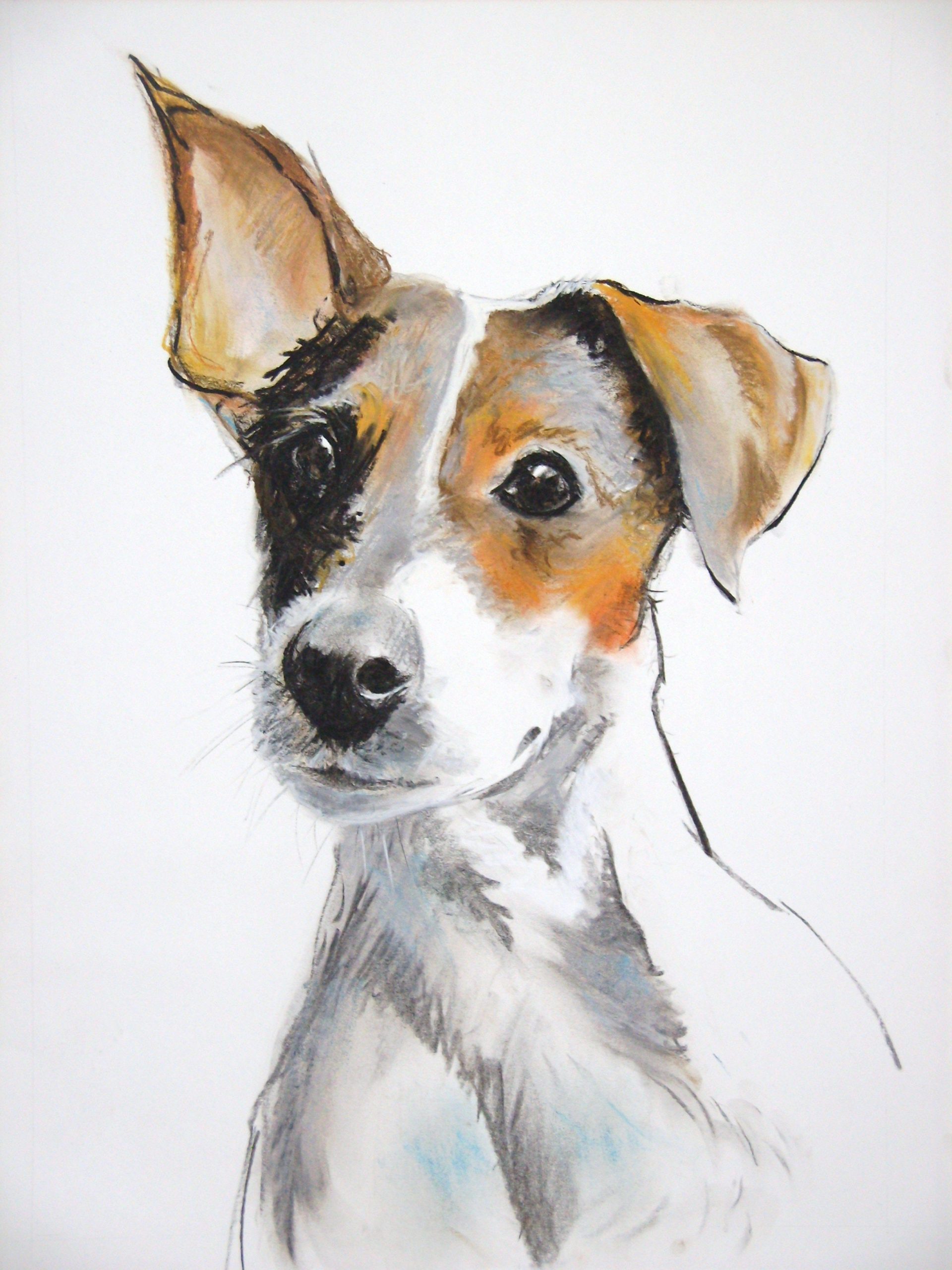 Dog Sketch, Dog Art, Animal Drawings intérieur Dessin Coloriage Jack Russel