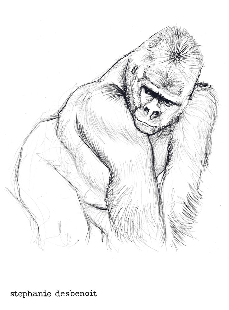 Épinglé Par Stéphanie Desbenoit Sur Great Apes In Art (3 concernant Coloriage Dessin Gorille