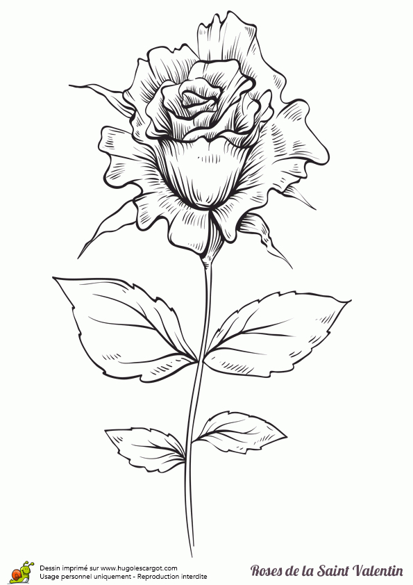 Épinglé Sur Coloriages Pour Les Amoureux avec Coloriage Dessin Rose