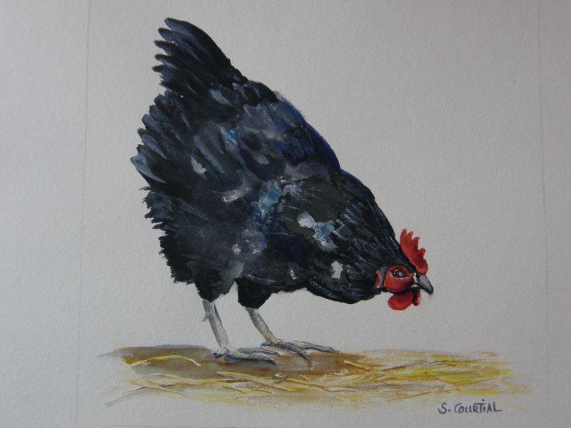 Épinglé Sur Poules à Dessin Poule