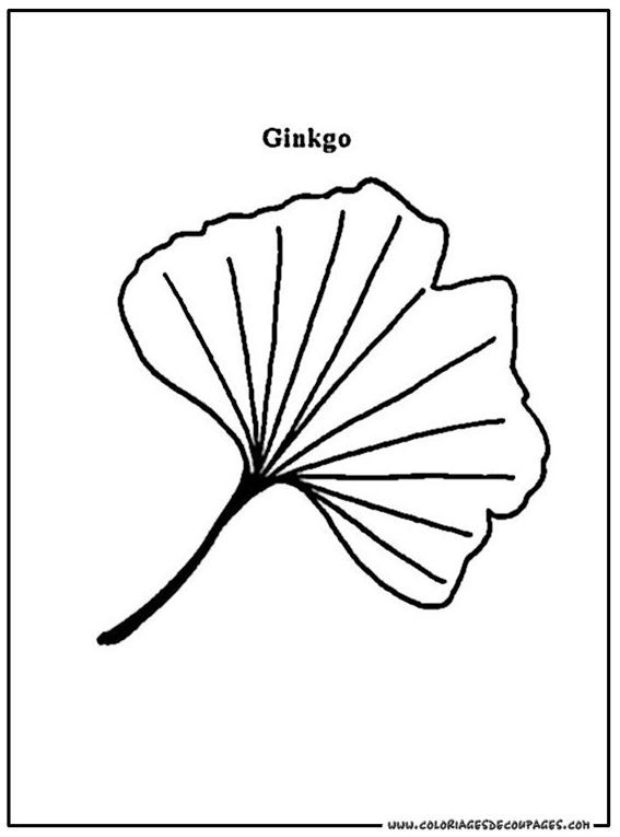 Feuille Ginkgo Coloriage 55 | Gingko Art, Embroidery concernant Dessin Feuille