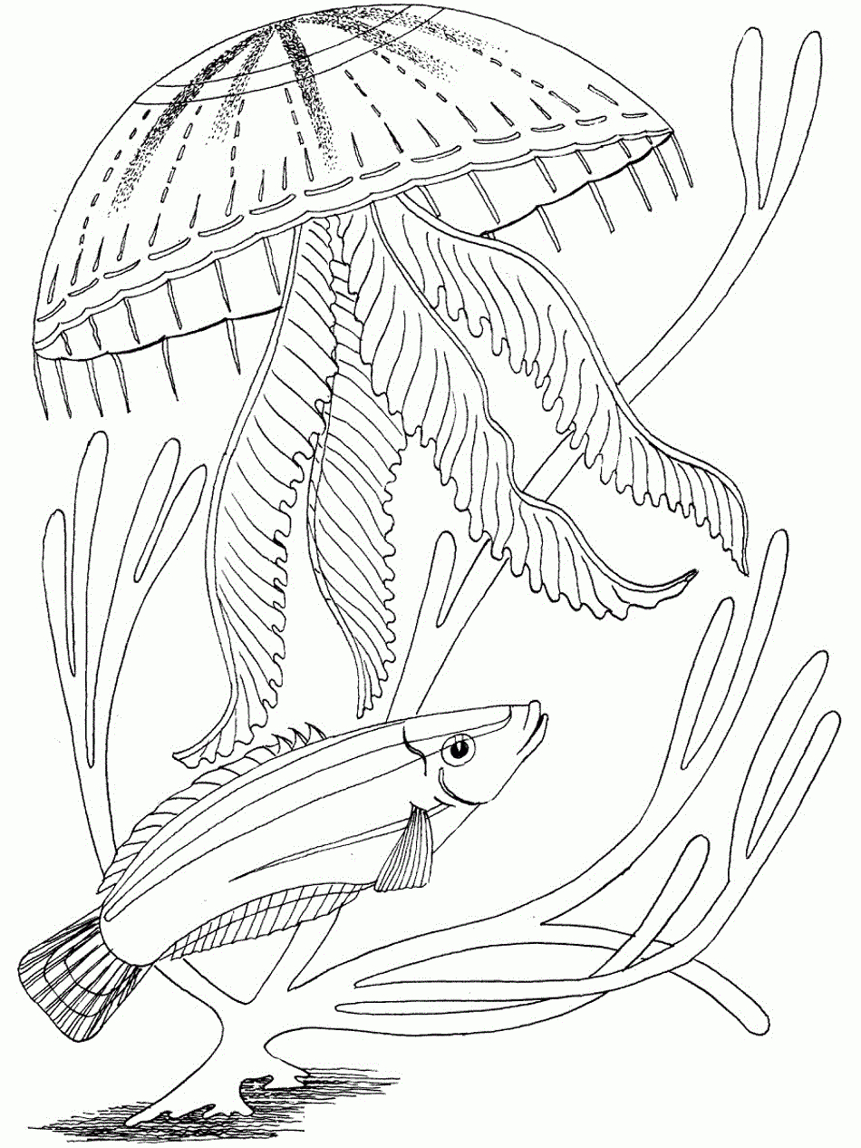 Free Printable Ocean Coloring Pages For Kids pour Coloriage Ocean