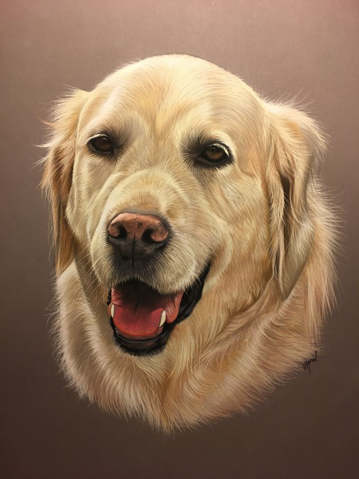 Golden Retriever Pastel Chien Golden Retriever Réalisé Au destiné Dessin Chien,