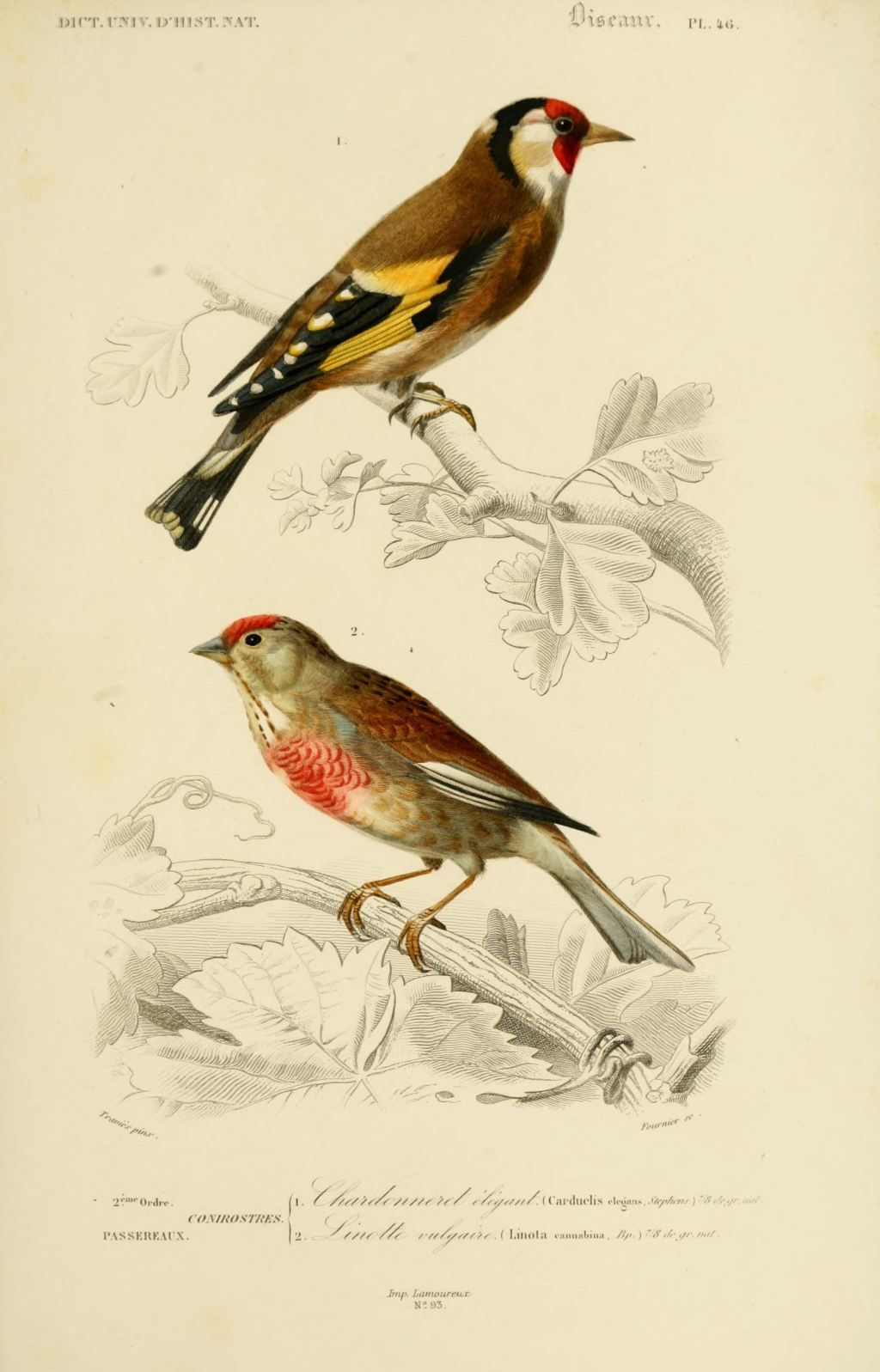 Gravures Couleur D'Oiseaux - Gravure Oiseau 0215 Linotte serapportantà Dessin Couleur,