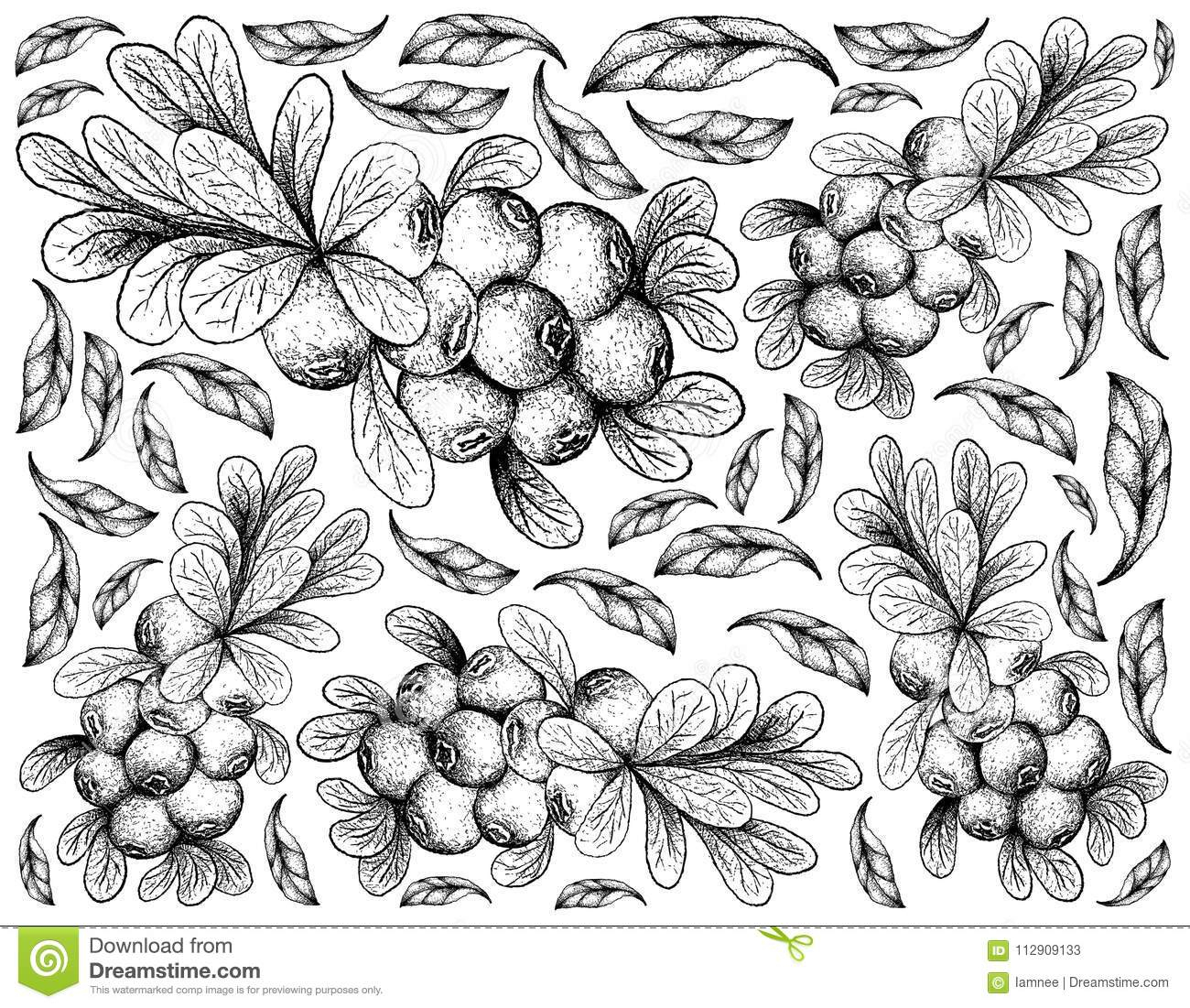 Hand Drawn Background Of Ripe Cranberry Fruits Stock destiné Vitamine K Dessin