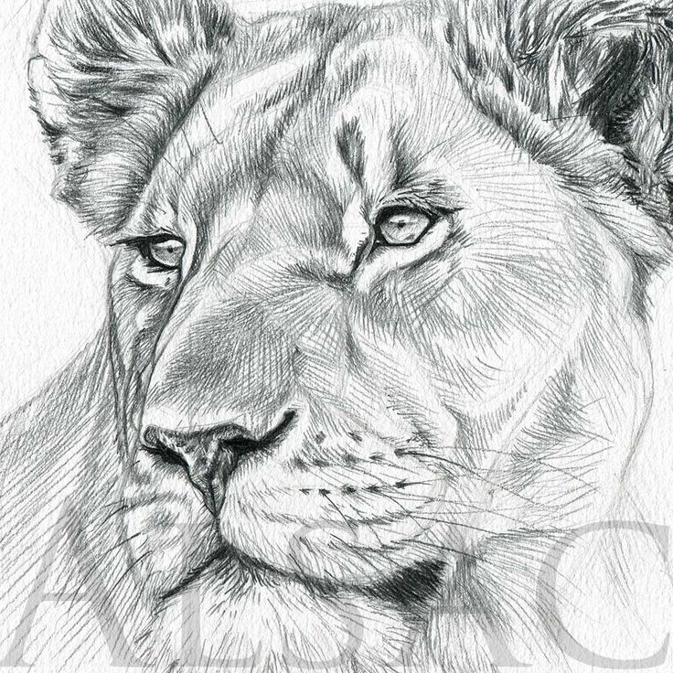 Illustration-Portrait-Lionne-Dessin-Realiste - Stéphane pour Comment Colorier Un Dessin Au Crayon