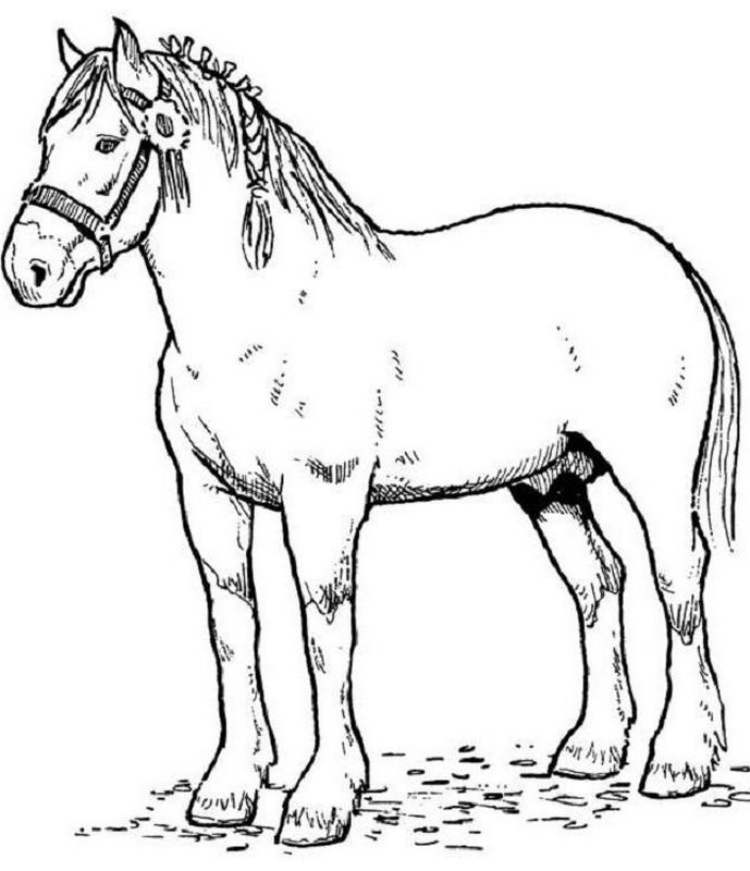 Image De Eau: Dessin Au Trait De Cheval destiné Coloriage Cheval,