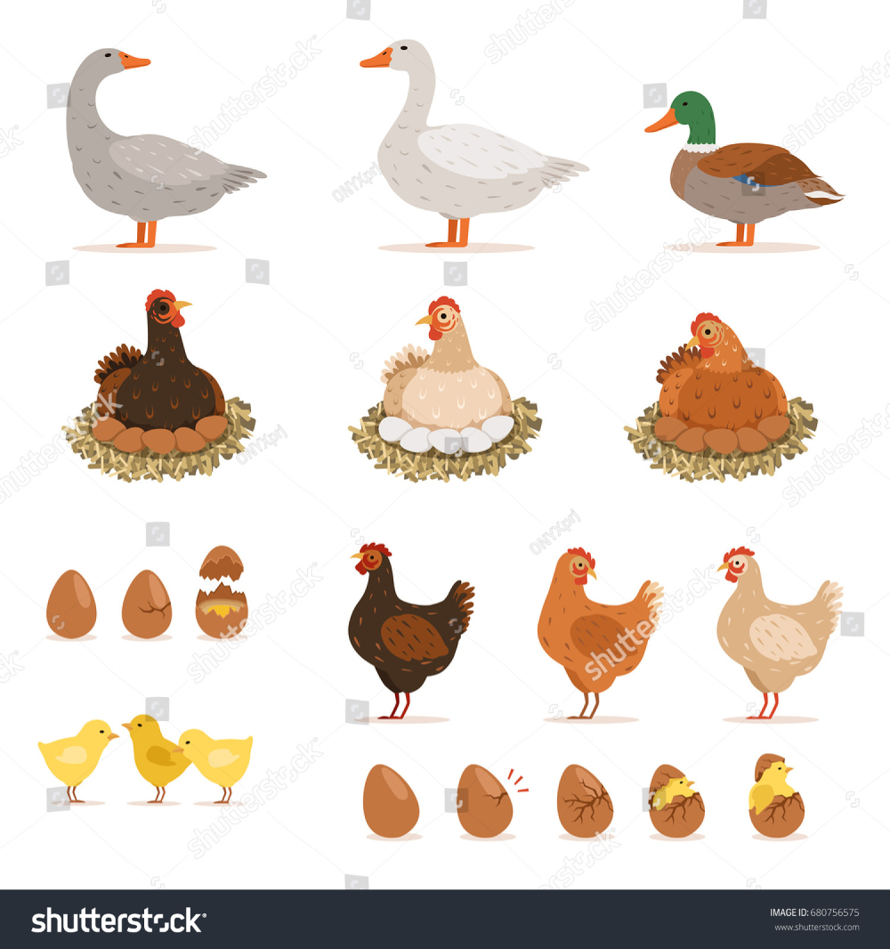 Image Vectorielle De Stock De Poulet De Poule Canards Et avec Dessin Poule