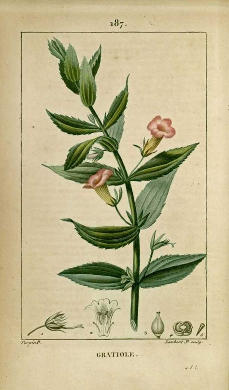 Img/Dessins-Gravures De Plantes Medicinales/Gratiole encequiconcerne Coloriage Dessin Herbe