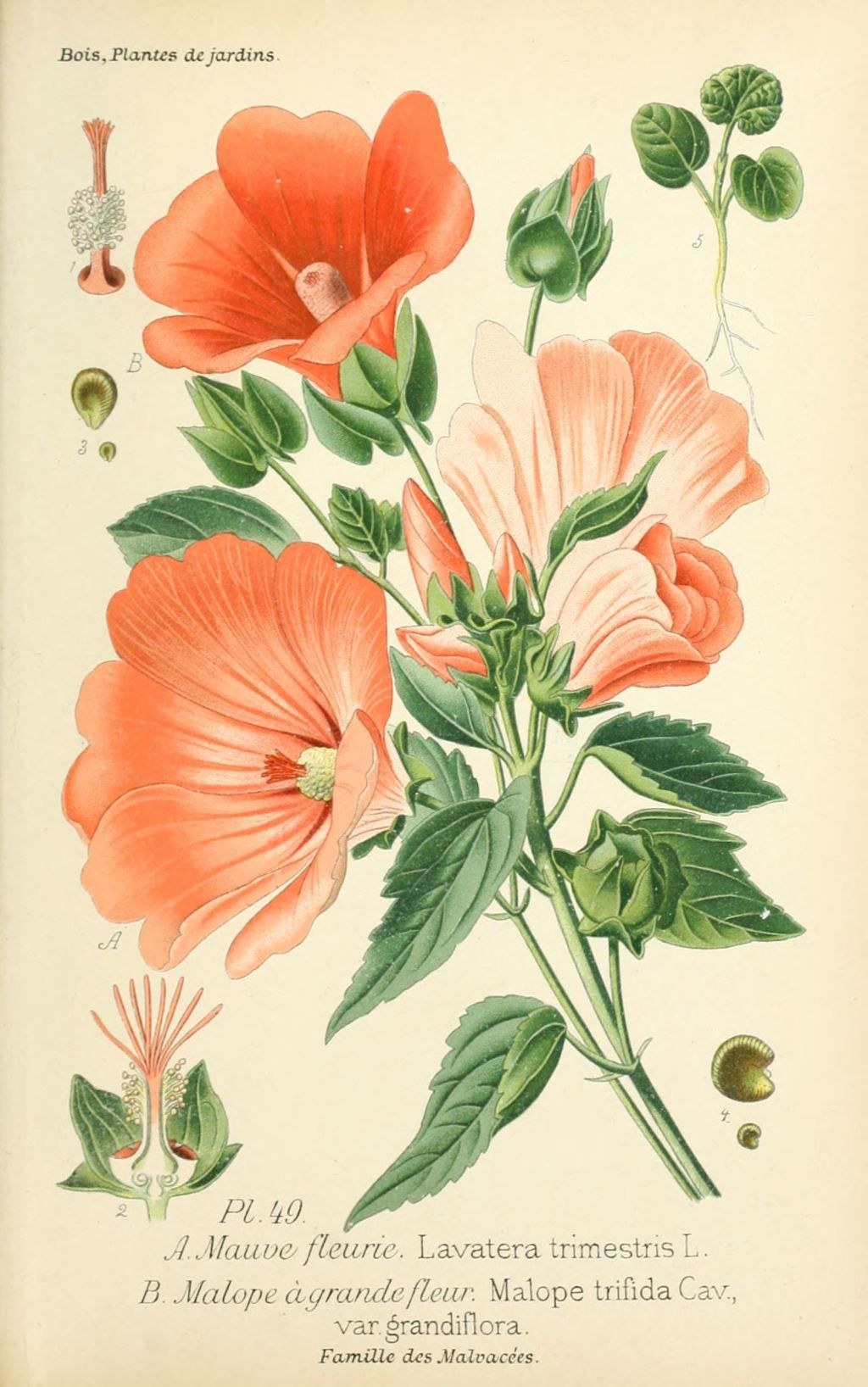 Img/Dessins Plantes Et Fleurs Jardins Et Appartements intérieur Dessin Fleur