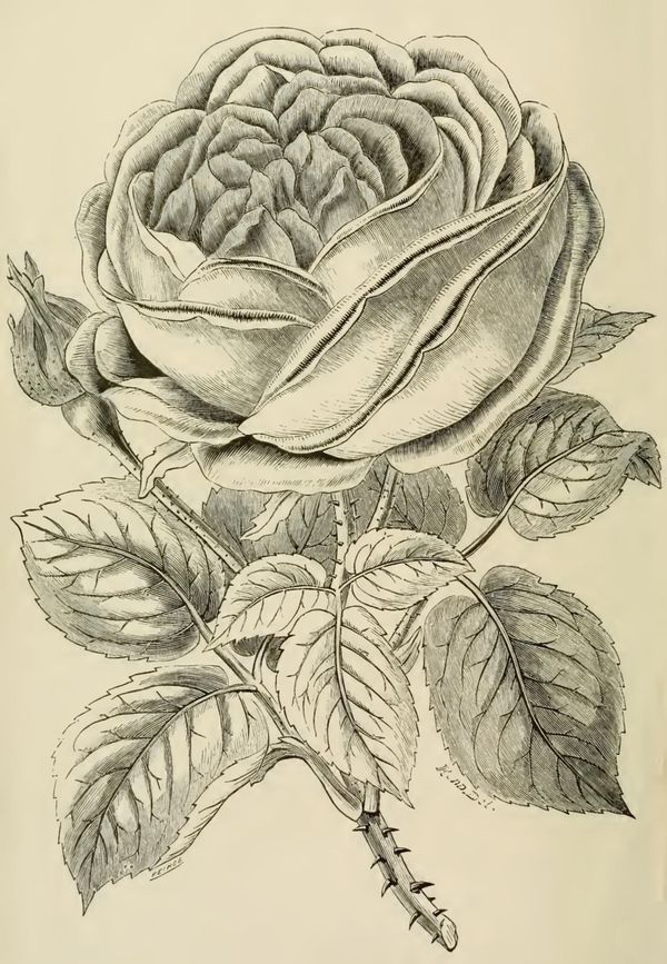 Large Rose Drawing - Reusableart | Clip Art Vintage avec Dessin Rose