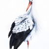 Les Délicieuse Aquarelles D'Oiseaux En Vol De Karolina avec Dessin D&amp;#039;Oiseau,