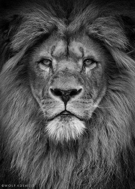 Lion Portrait By Wolf Ademeit On 500Px | Lion Head Tattoos concernant Dessin Lion