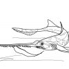 Long Nose Sawshark Coloring Page | Free Printable Coloring pour Coloriage Dessin Scie