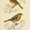 #Oiseau #Birds #Nightingal | Vintage Bird Illustration à Dessin D&amp;#039;Oiseau,