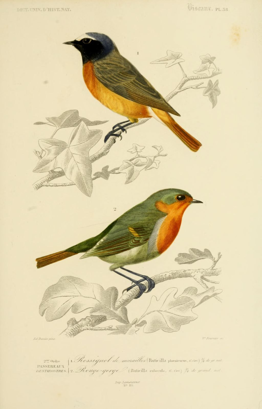 #Oiseau #Birds #Nightingal | Vintage Bird Illustration à Dessin D&amp;amp;#039;Oiseau,