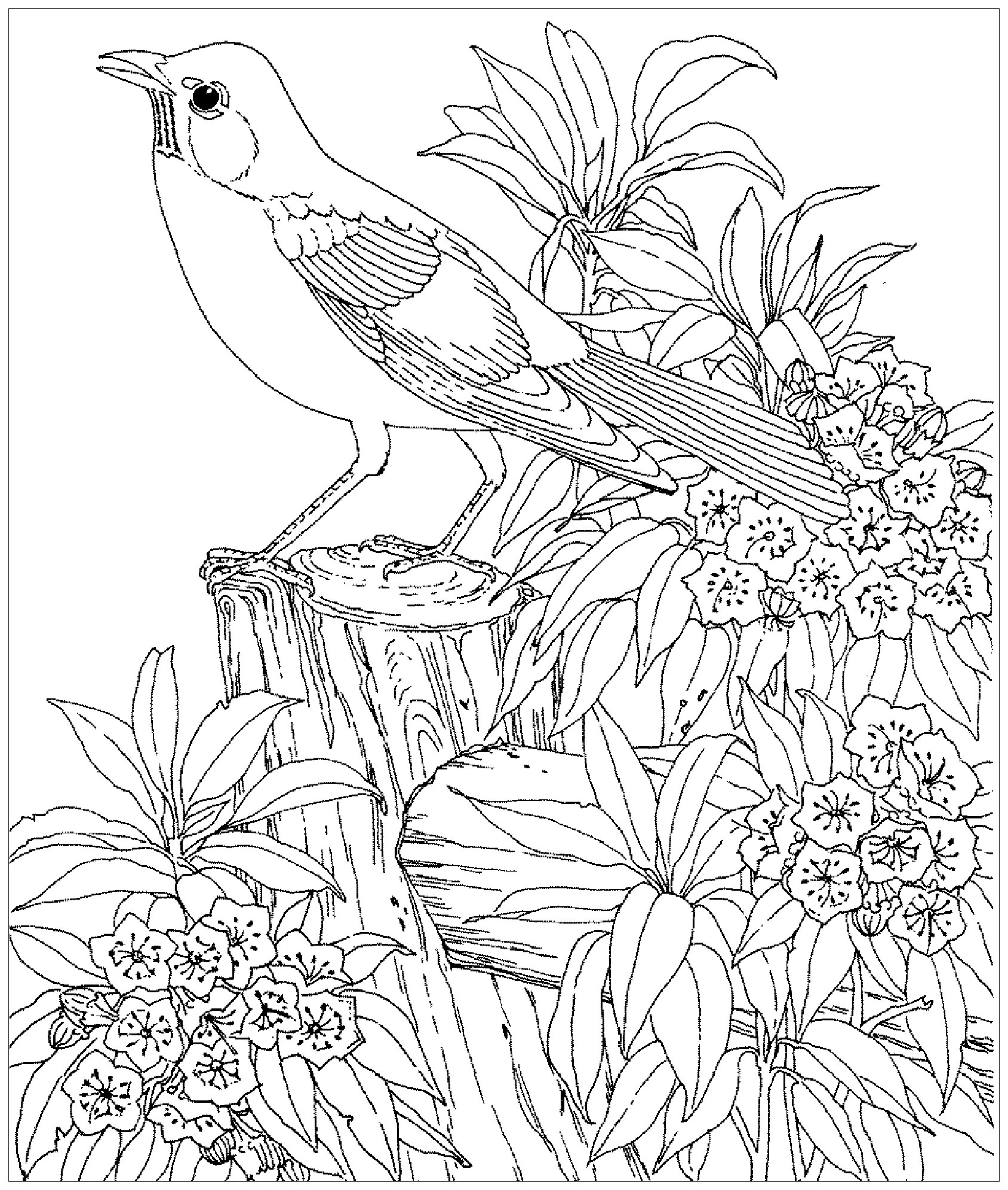 Oiseau Realiste - Coloriage D&amp;#039;Oiseaux - Coloriages Pour avec Dessin Oiseau,