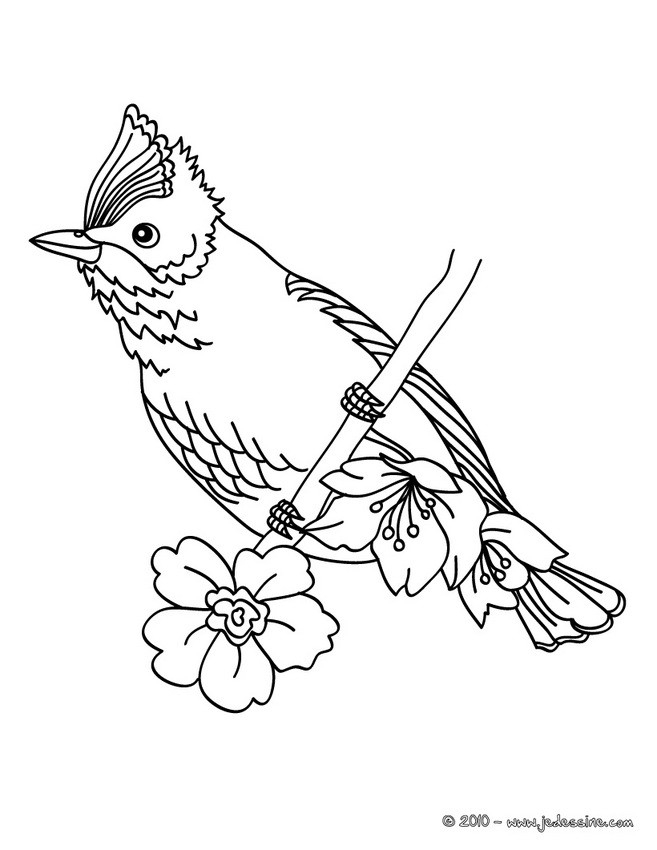 Oiseaux Dessin serapportantà Coloriage Oiseaux