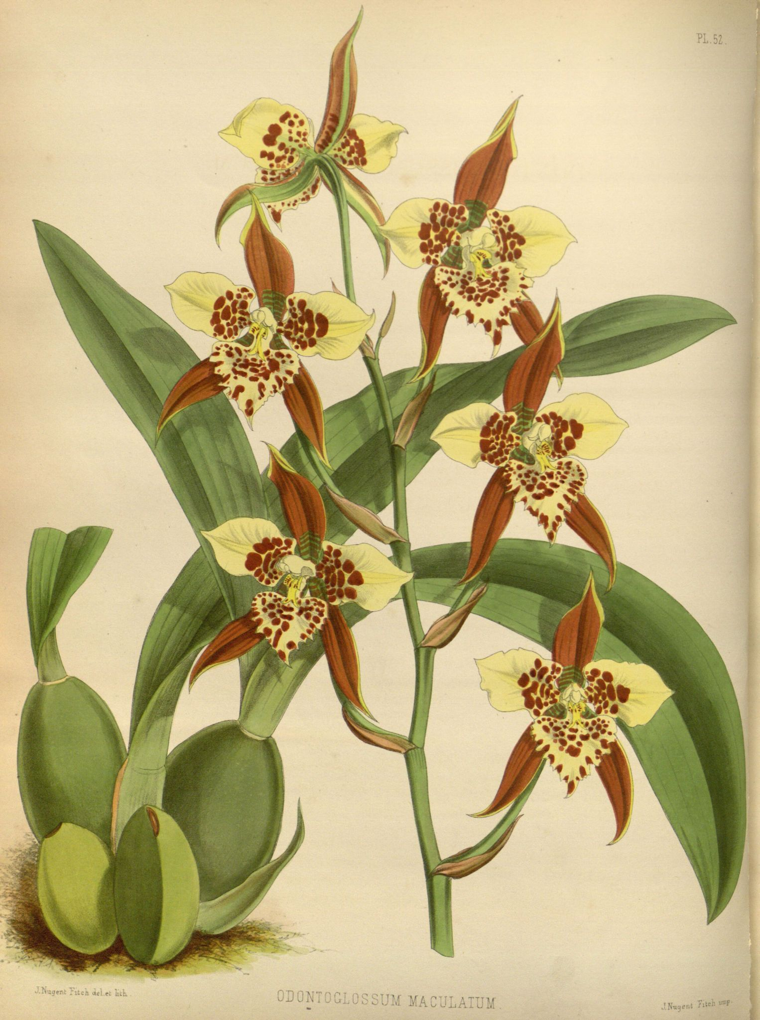 Orchidees - Orchidees - 2015 Odontoglossum Maculatum concernant Coloriage Dessin Orchidée
