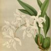Orchidees - Orchidees - 2021 Coelogyne Cristata Alba encequiconcerne Coloriage Dessin Orchidée
