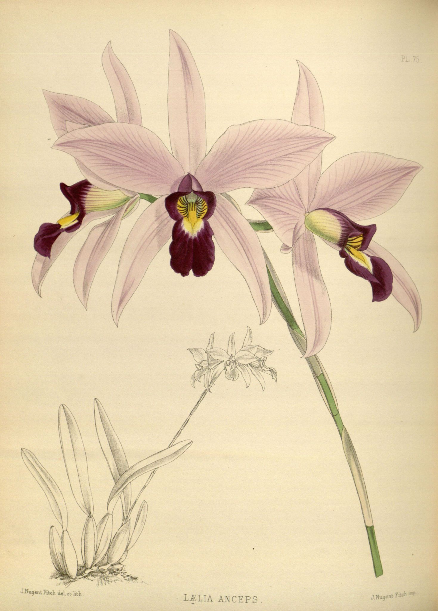 Orchidees - Orchidees - 2084 Laelia Anceps - Gravures à Coloriage Dessin Orchidée