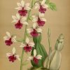 Orchidees - Orchidees - 3118 Calanthe Vastita Williamsii intérieur Coloriage Dessin Orchidée