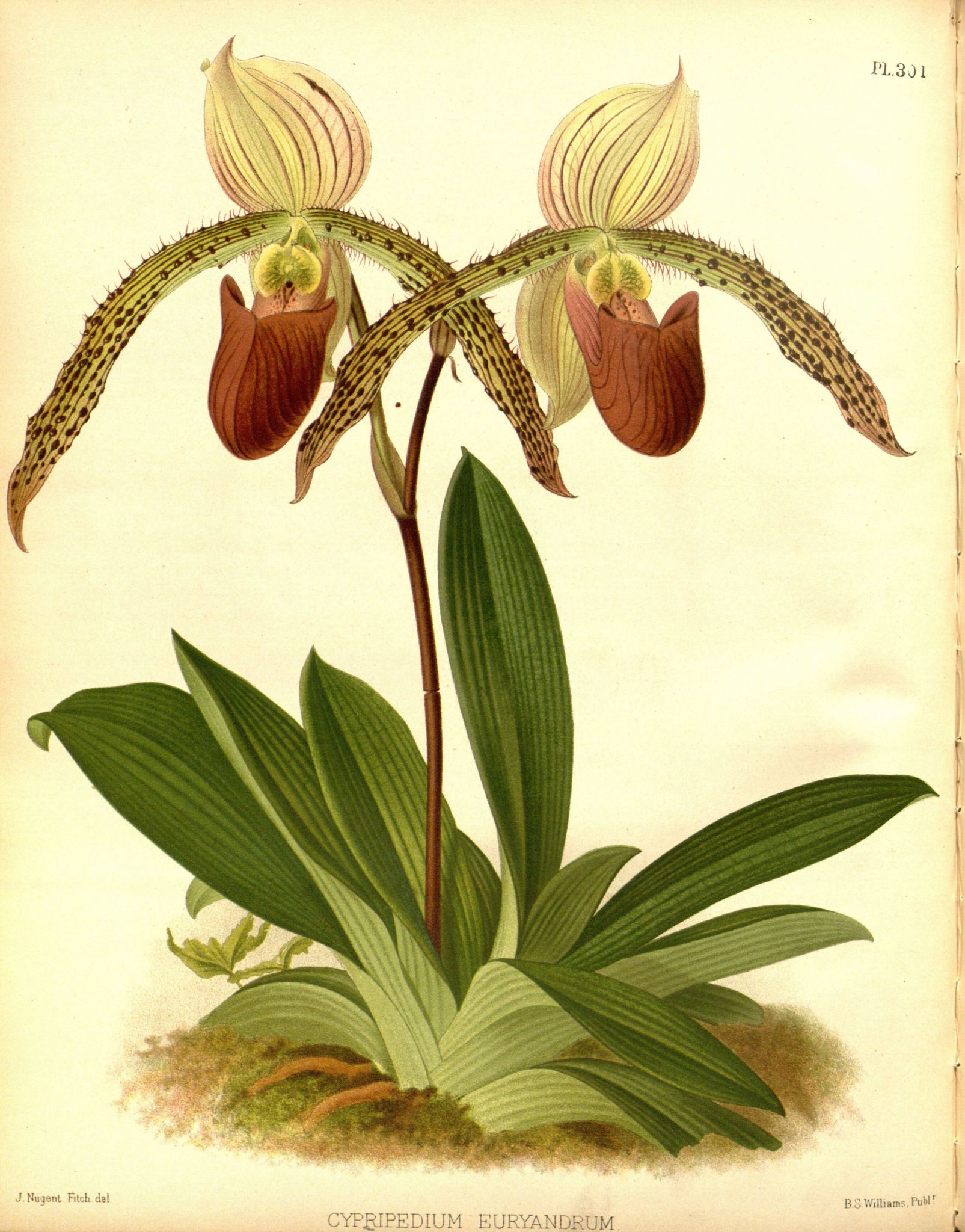 Orchidees - Orchidees - 7042 Cypripedium Euryandrum encequiconcerne Coloriage Dessin Orchidée