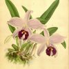 Orchidees - Orchidees - A006 Laelia Praestans - Gravures serapportantà Coloriage Dessin Orchidée