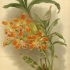 Orchidees - Orchidees - B011 Chysis Loevis - Gravures encequiconcerne Coloriage Dessin Orchidée