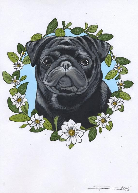 Original Illustration Of A Cute Black Pug / Framed à Dessin Chien,