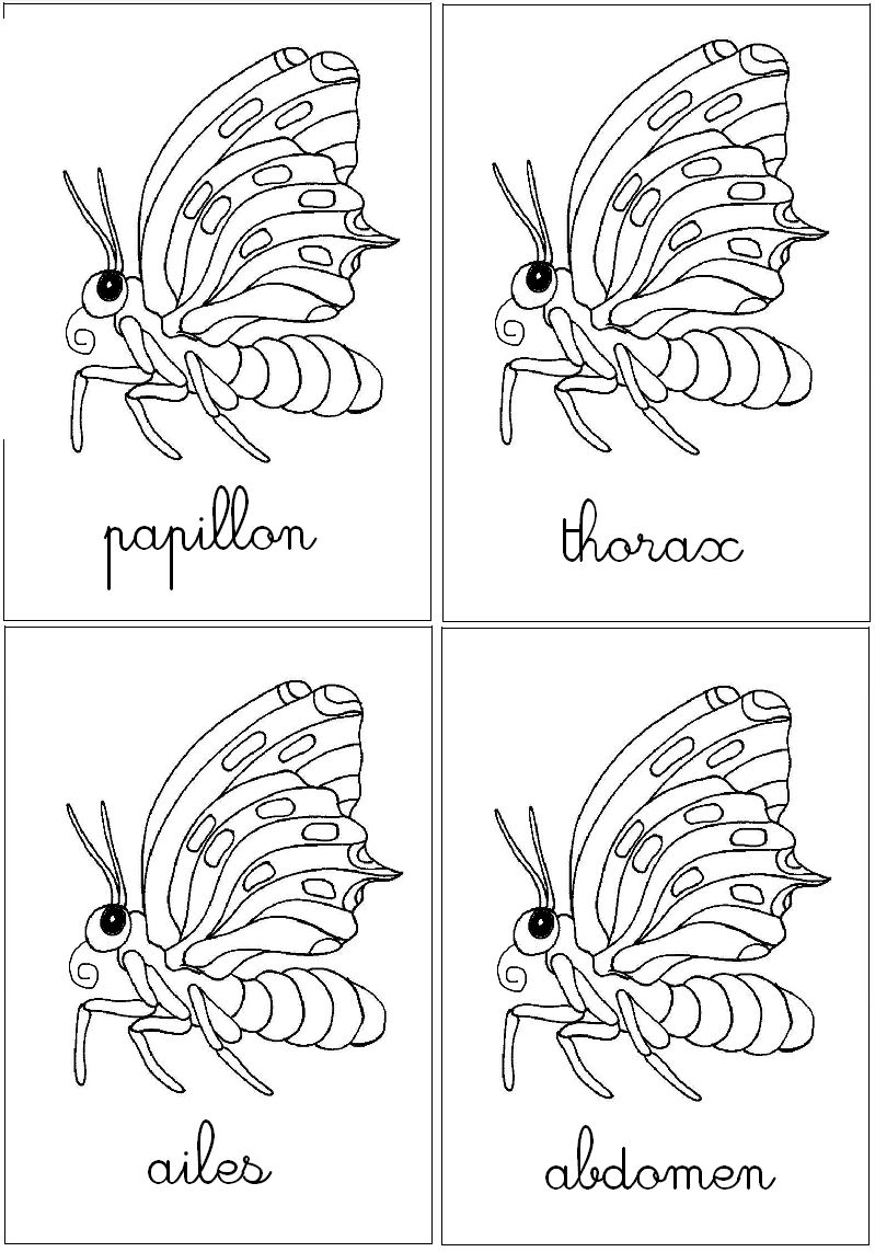 Papillon - Les Différentes Parties - Coloriage 2 pour Coloriage Insectes