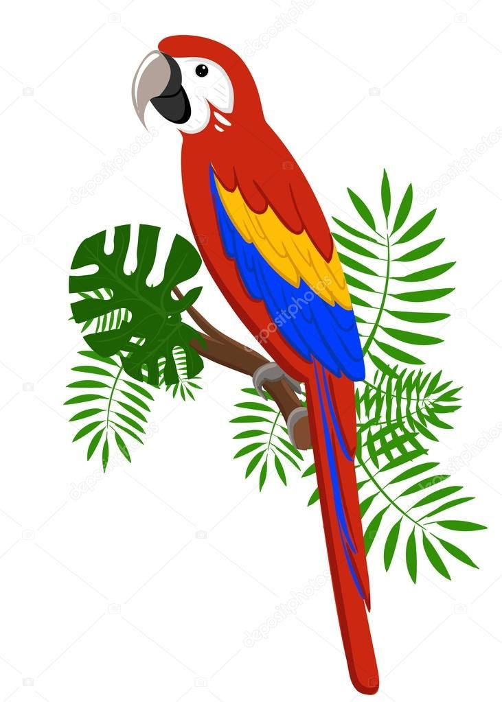 Perroquet Dessin Oiseaux - Lilo | Parrots Art, Bird tout Dessin Couleur,