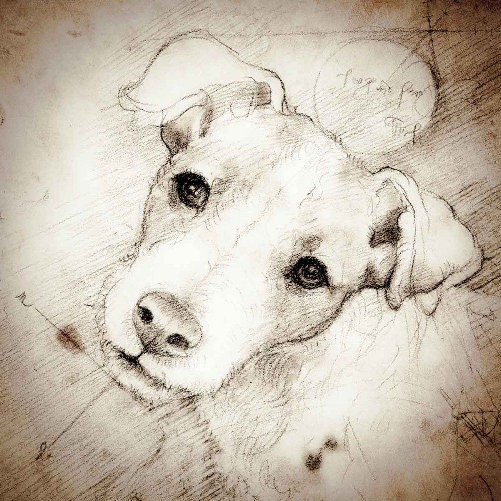 Pin By Gaillard On Jacks | Animal Drawings, Dog Drawing tout Dessin Coloriage Jack Russel