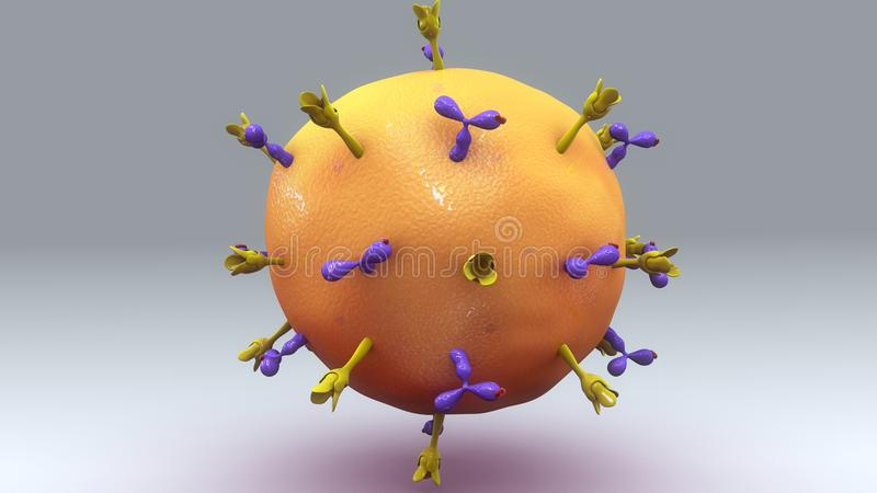 Plasmocyte Stock Illustrations - 13 Plasmocyte Stock dedans Lymphocyte B Dessin