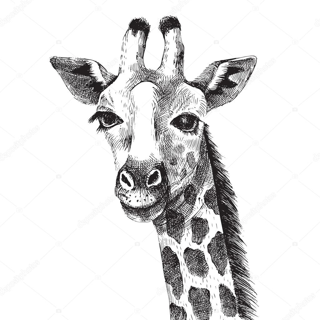 Portrait De Girafe Dessiné Main — Image Vectorielle Mart_M concernant Black M Dessin