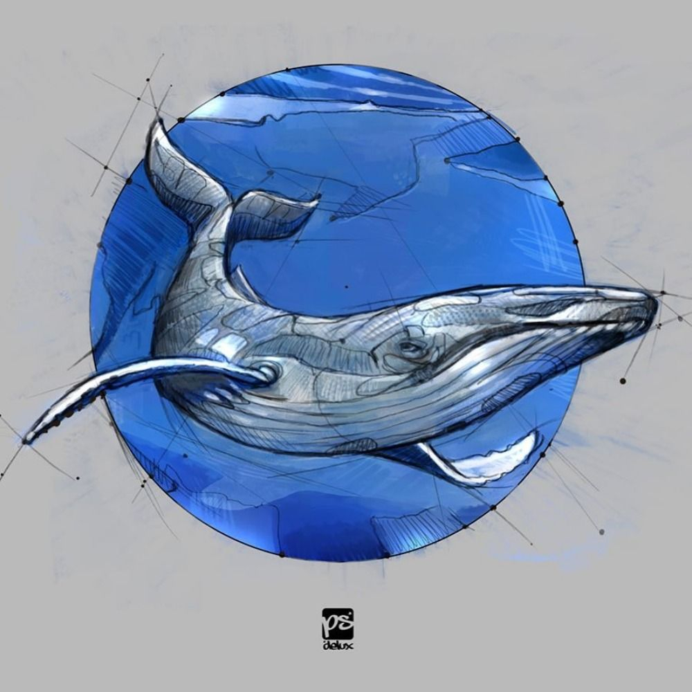 Psdelux On Instagram And Redbubble | | Dessin, Mouton serapportantà Dessin Baleine