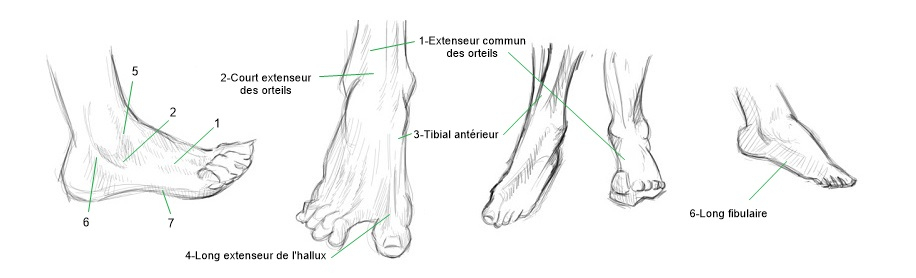 Quelques Éléments Pour Dessiner Les Pieds - Blog Le Dessin intérieur A Pied Dessin