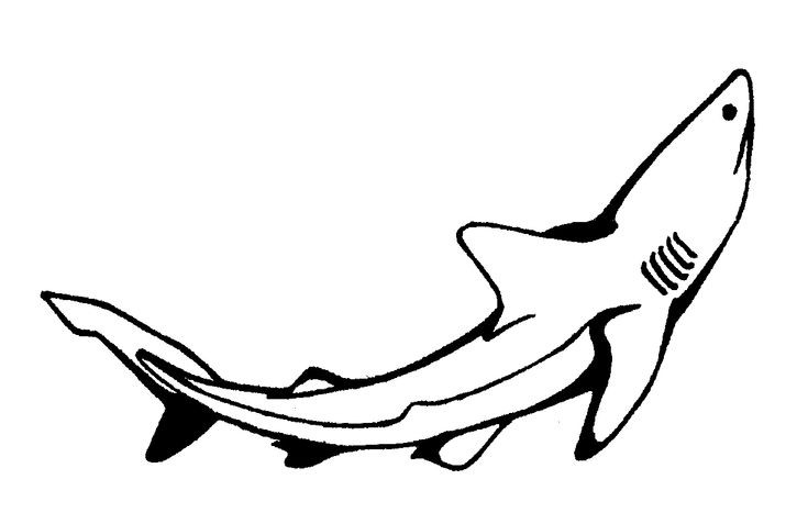 Requin #63 (Animaux) - Coloriages À Imprimer Concernant tout Coloriage Requin