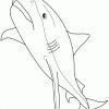 Requin Dessin - Clipart Best tout Coloriage Requin,