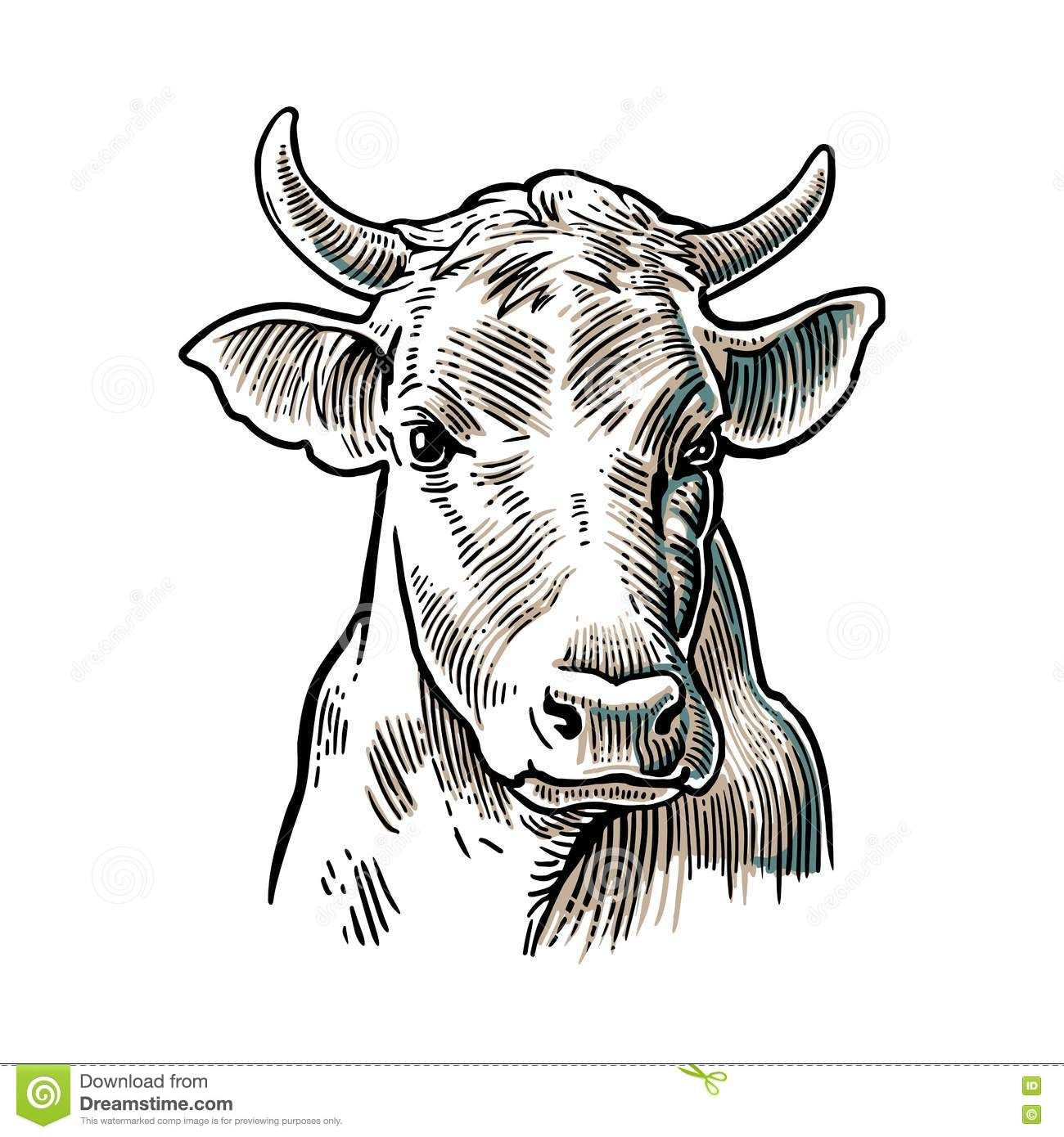 Résultat De Recherche D&amp;#039;Images Pour &amp;quot;Images Tete Vache serapportantà Dessin Vache