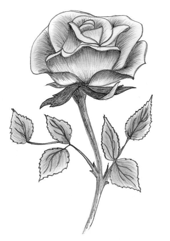 Rose Drawing - #Drawing #Rose | Rose Drawing, Pencil pour Dessin Rose