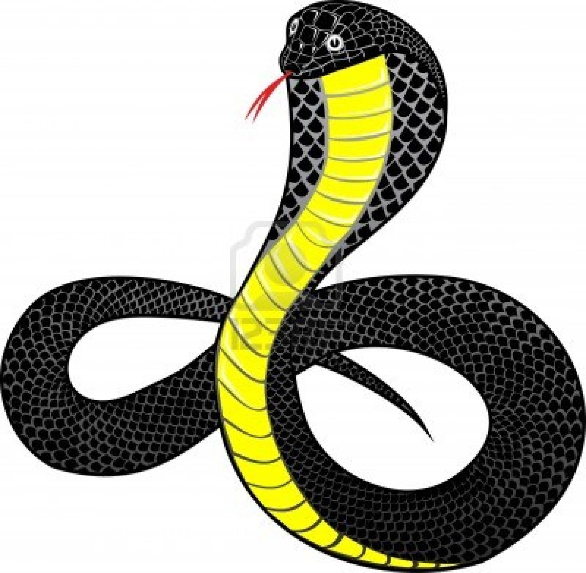 Serpent Dessin - Fonds D'Écran Hd dedans Dessin Serpent